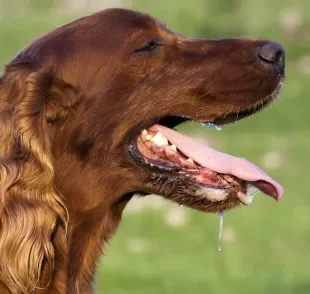 Cachorro salivando muito pode ter relação com alguma problema de saúde
