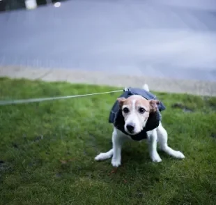 Cachorro defecando sangue, o que pode ser? Saiba as principais causas