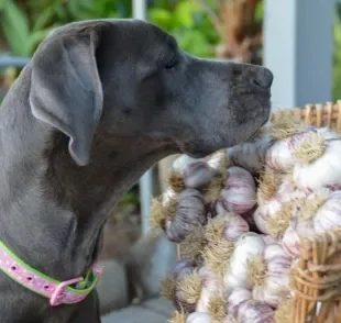 Saber se cachorro pode comer alho ou não é fundamental antes de oferecer ao pet