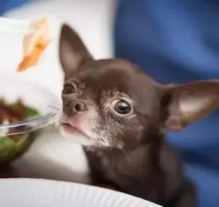 Cachorro pode comer cuscuz e até camarão, desde que o preparo seja correto