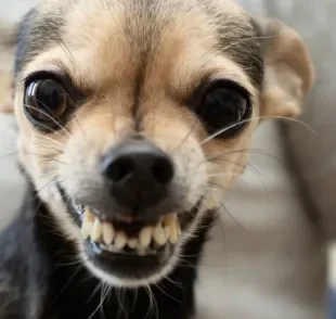 Cachorro rosnando pode ter uma série de significados: conheça alguns deles aqui