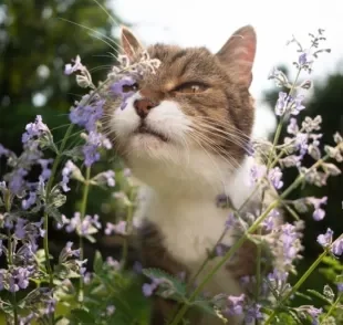  O catnip é um dos cheiros que os gatos adoram