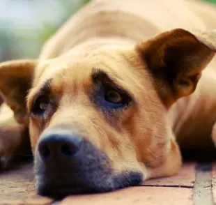 Cachorro com cinomose: sintomas abalam gradualmente a saúde do animal