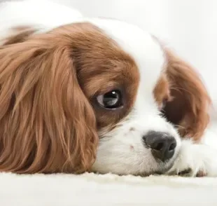 A maneira como o cachorro reage ao luto é muito particular de cada pet