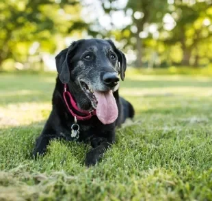 Displasia coxofemoral em cães: veja quais exercícios praticar para ajudar seu pet