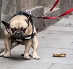 Muco nas fezes do cachorro pode ser causado por diferentes motivos. Veja os principais!