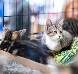 No Dia Mundial dos Animais, que tal adotar um gatinho ou cachorrinho abandonado? 