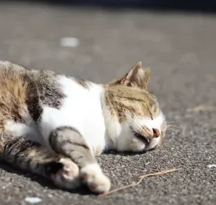 Gato desmaia por diferentes motivos, mas a principal causa são problemas no coração 