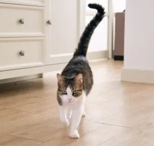 O gato balançando a cauda pode indicar como o bichano está se sentindo naquele momento 