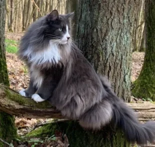 Um gato gigante é aquele que tem o tamanho muito maior do que a média, como o Norueguês da Floresta