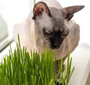 A grama para gatos pode trazer vários benefícios para a saúde felina
