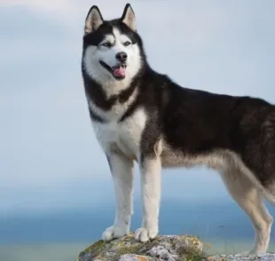 O Husky Siberiano é uma raça surpreendente