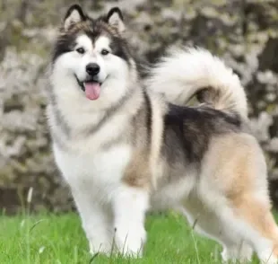 O Malamute do Alasca é um cão encantador e cheio de energia