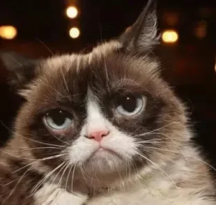 Memes de gatos: Tartar era a famosa gata do meme Cat Grumpy, que viralizou por ter aparência ranzinza