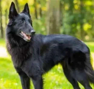 Pastor Belga: uma raça de cachorro grande super charmosa e ativa