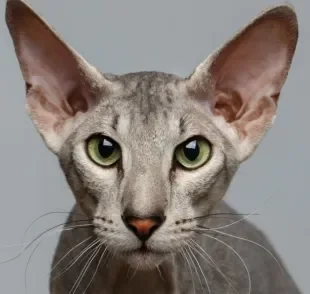 O Peterbald, além de ser uma raça rara de gatos, é um felino praticamente sem pelos 