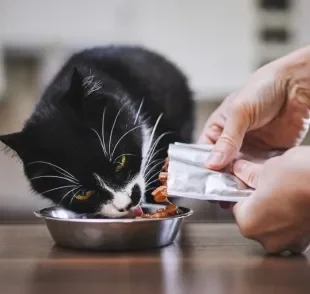 As proteínas na alimentação do gato são importantes para o funcionamento do organismo