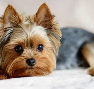 O filhote de Yorkshire Terrier pode ser comprado em canis de confiança