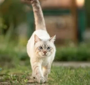 O movimento do rabo de gato expressa diferentes emoções e sentimentos