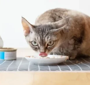 O sachê para gatos não pode ficar aberto por muito tempo e precisa ser bem armazenado