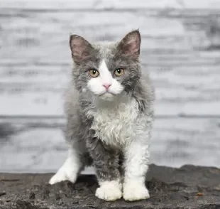 Selkirk Rex: pelo encaracolado é a marca registrada da raça