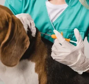 Chip para cachorro é obrigatório em algumas cidades do Brasil