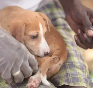 A míiase em cachorro é uma doença gravíssima que exige atenção do tutor