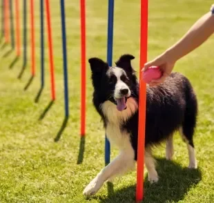 Descubra qual o valor para adestrar um cachorro!