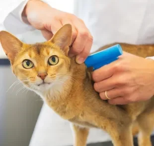  O microchip para gatos é fundamental para identificar os felinos fujões