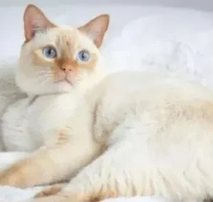 O Siamês Red Point é um felino carinhoso, sociável e muito brincalhão