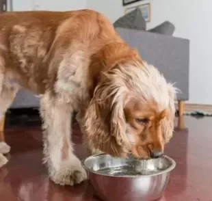 Veja como oferecer o soro caseiro para cachorro!