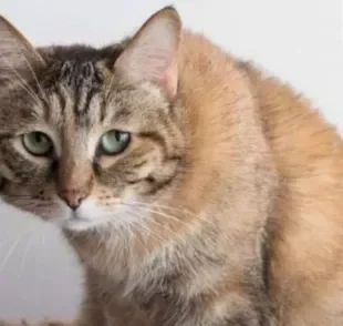 O verme branco saindo do gato é sinal de que há um parasita no intestino do animal