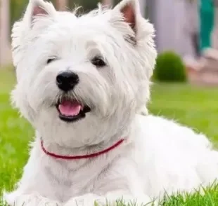 O West Highland White Terrier é um cão escocês cheio de energia e com muito amor para dar 