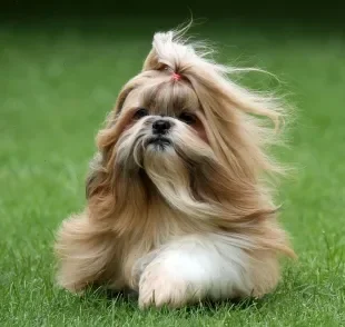 Uma raça de cachorro que não solta pelo surpreendente é o Shih Tzu