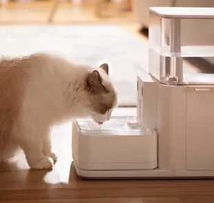 Gatos sentem calor e precisam se hidratar bastante no verão 