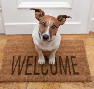 Cachorro feliz: pode fazer “festinha” para o peludo quando chega em casa?