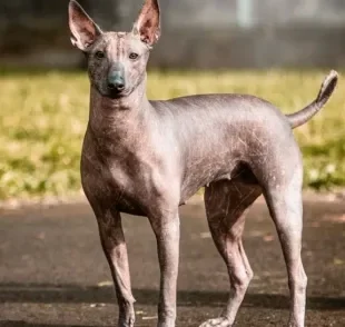 O Xoloitzcuintle é um cachorro sem pelo originário do México que tem uma história antiga