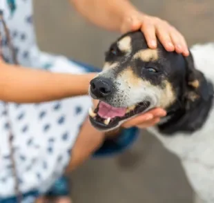 Adotar um cachorro: veja dicas para economizar nos cuidados com o pet