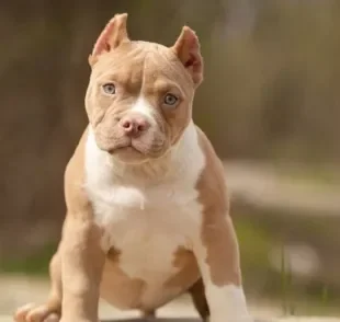 O American Bully pocket é um dos menores tamanhos da raça que parece Pitbull