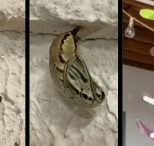 Casulo de borboleta tem um resultado impressionante: um borbolecão!