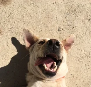 Cachorros felizes têm uma melhor qualidade de vida