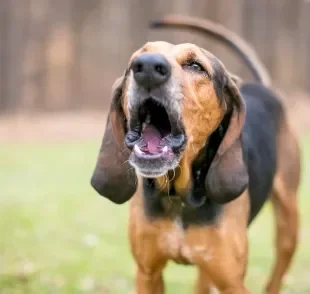 O latido de cachorro é um comportamento natural da espécie e importante ferramenta de comunicação