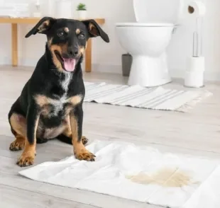 O mau cheiro quando se tem cachorro de apartamento pode ser evitado com dicas simples