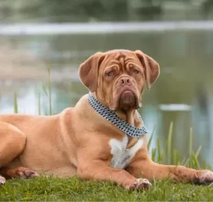 A expectativa de um cachorro pode variar por causa de diferentes fatores