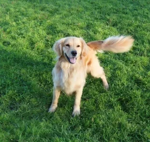 Um cachorro feliz tem um comportamento bem diferente de um cachorro triste