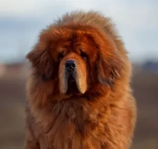 O cachorro mais caro do mundo custa mais de R$ 1 milhão