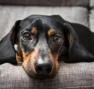 O cachorro sente cólica por inúmeros fatores. Entenda mais sobre as dores abdominais!