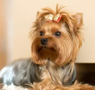 Os cachorros pequenos peludos são os grandes companheiros de muitas famílias 