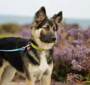 Saiba quais são os melhores tipos de coleira para cachorro grande