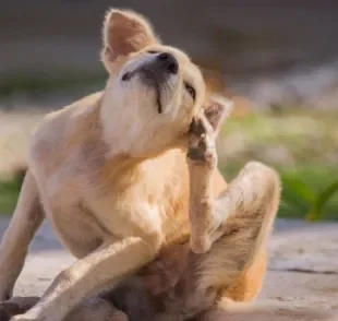 Como matar pulga de cachorro: veja algumas opções de produtos caseiros que podem ajudar nessa tarefa